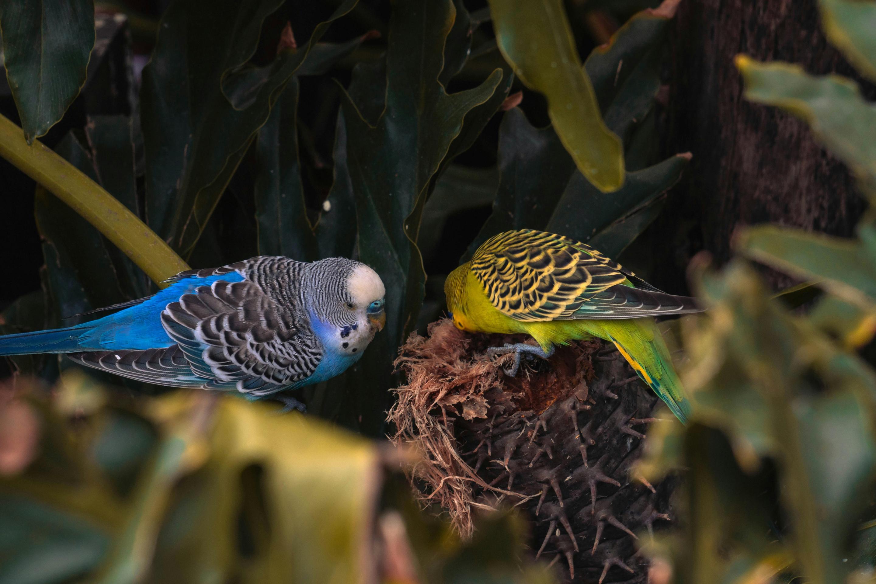 Budgies and Parakeets