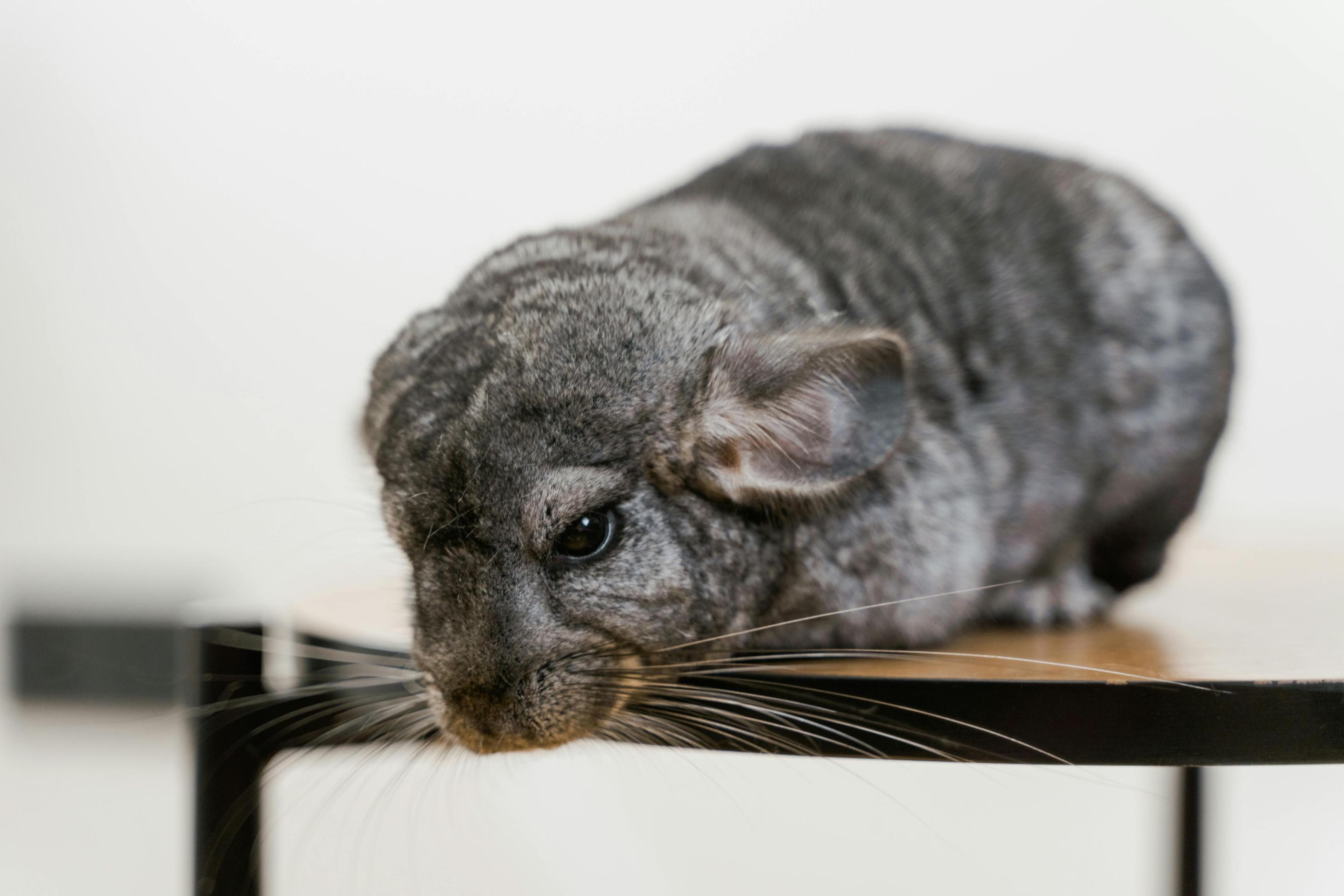 Chinchillas Services