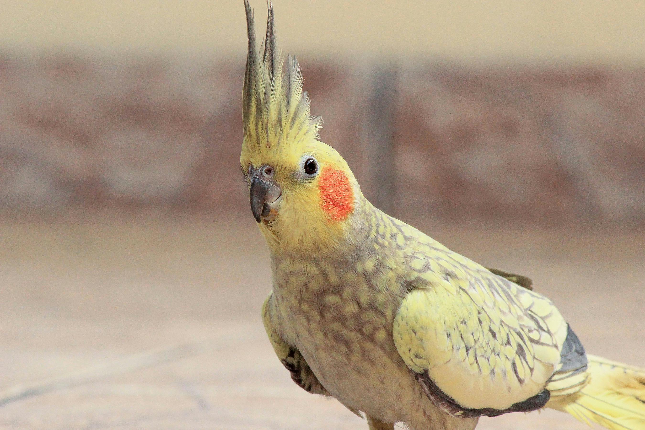 Cockatiels Services