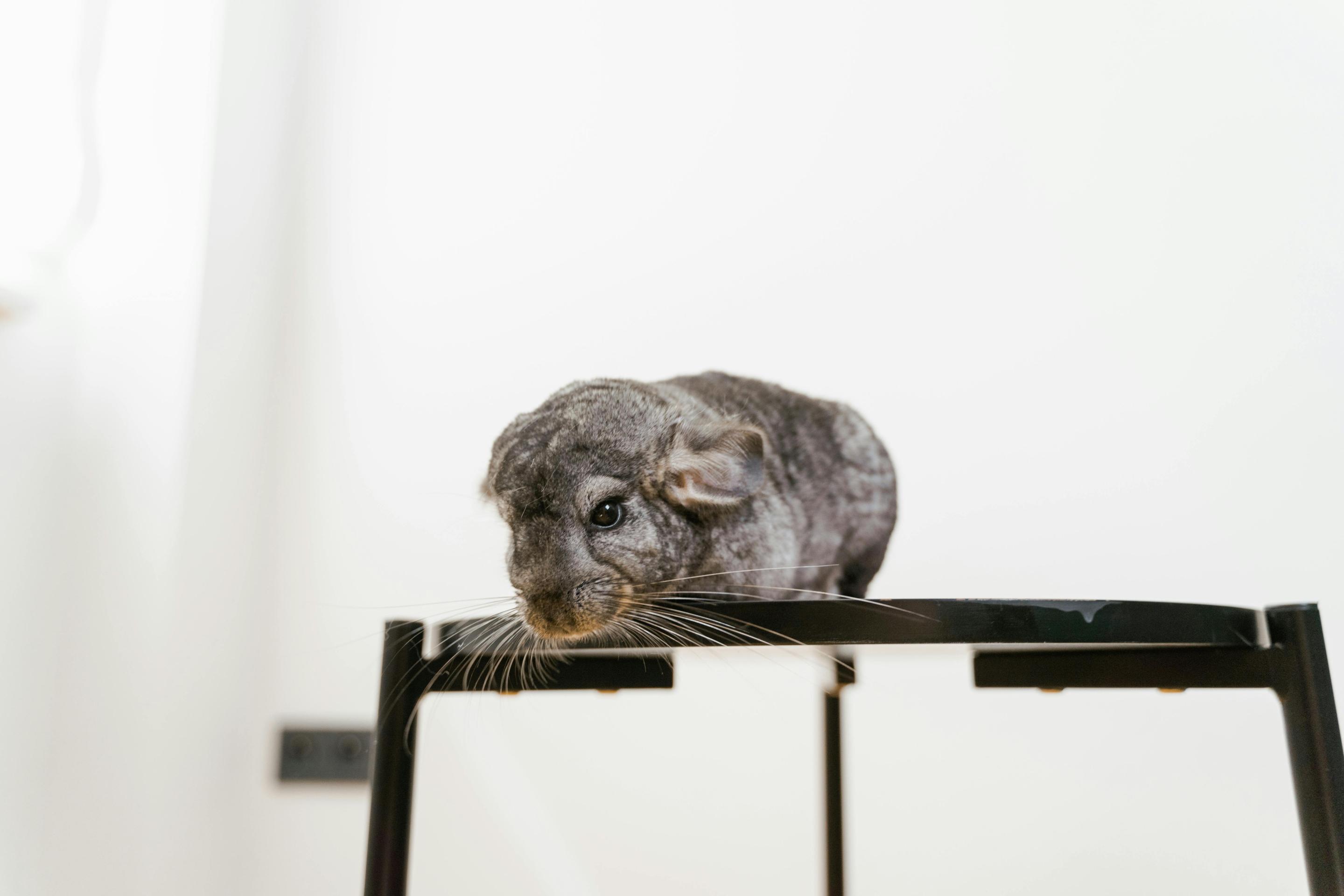 Common Illnesses in Chinchillas