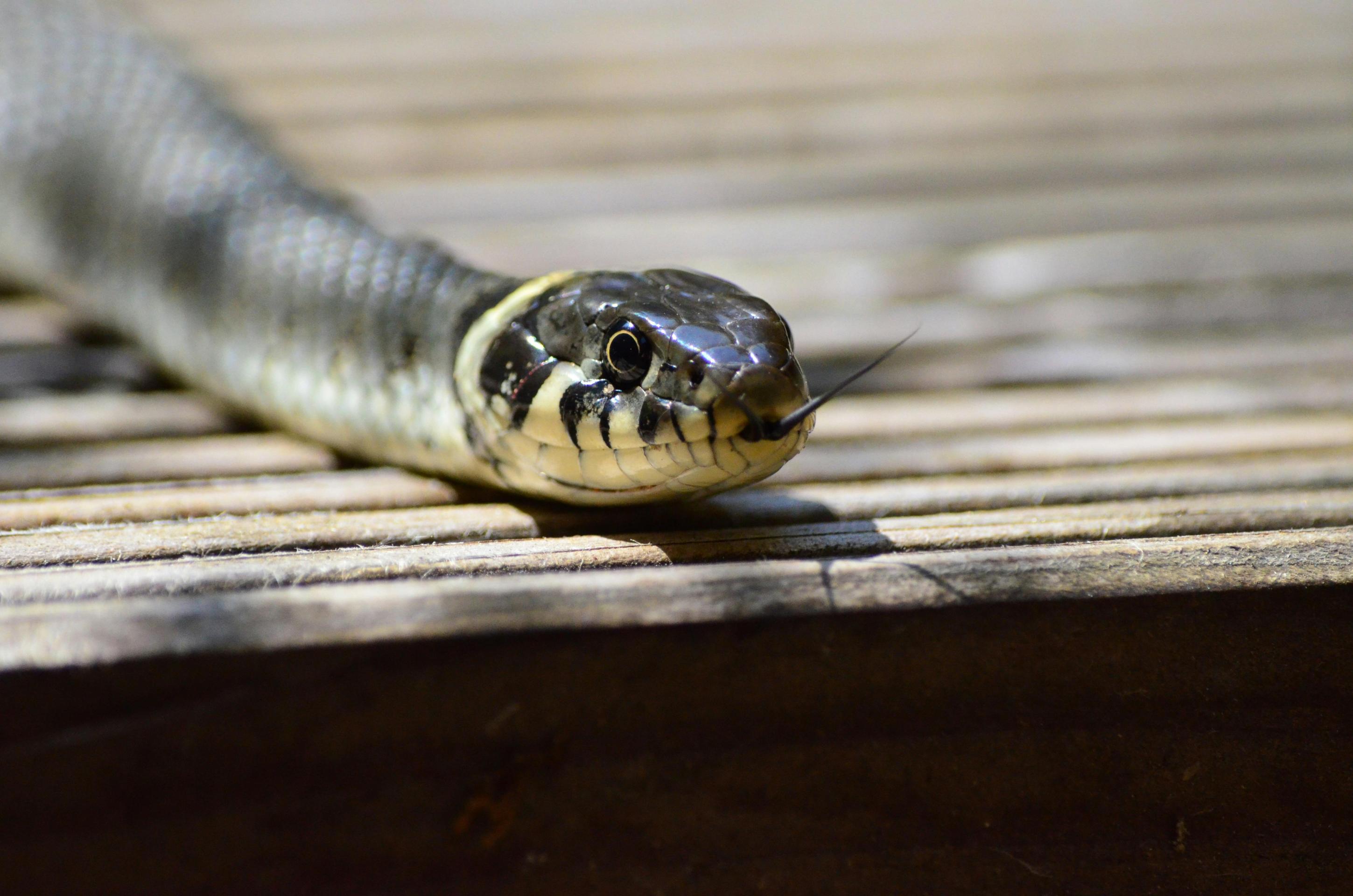 Common Health Problems in Pet Snakes