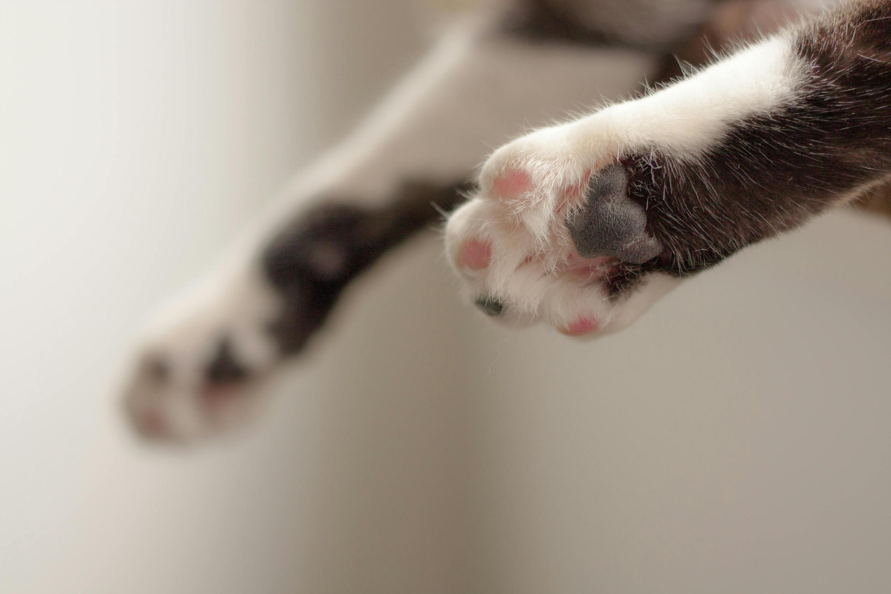 Declawing