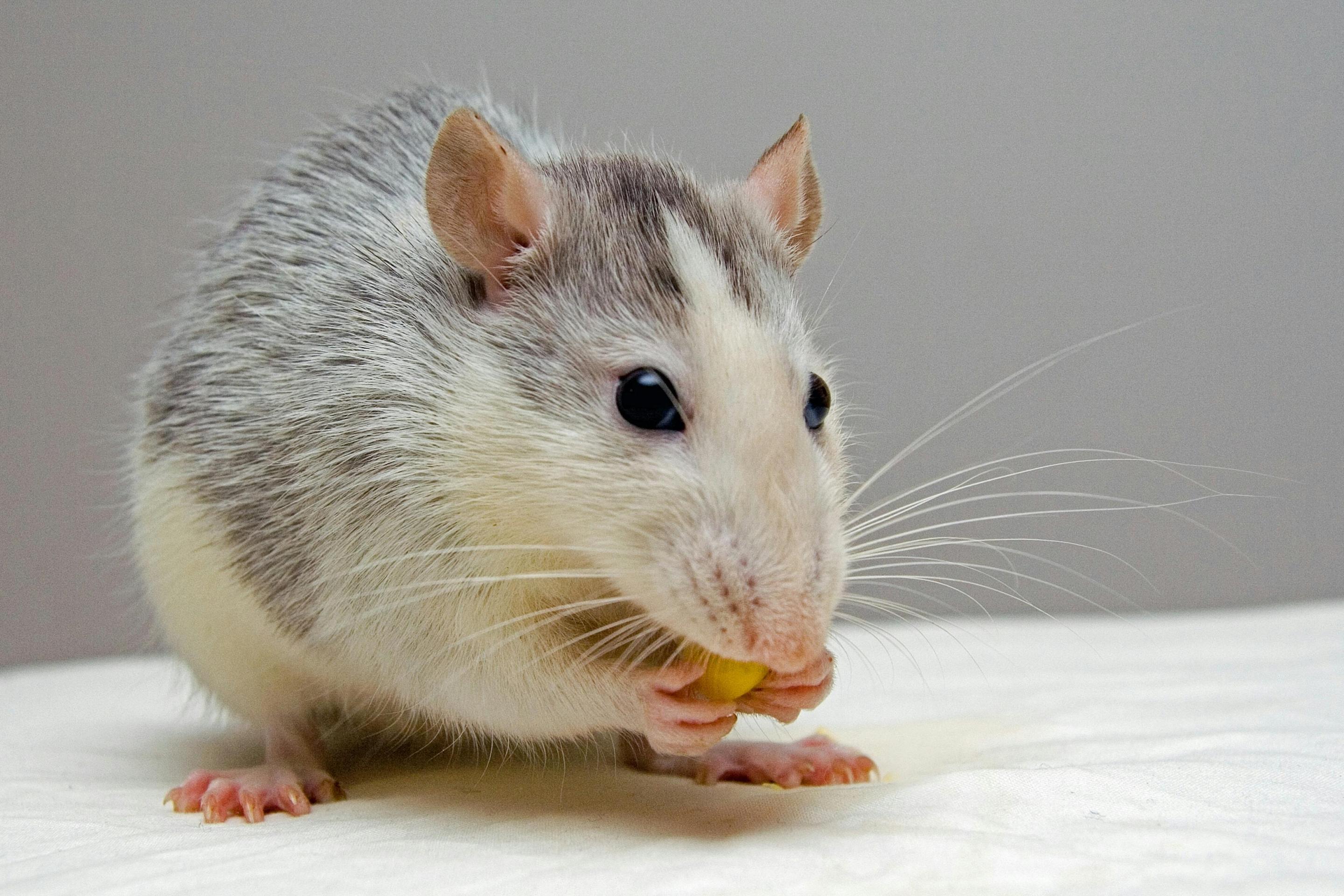 Do Rats Like Cheese?