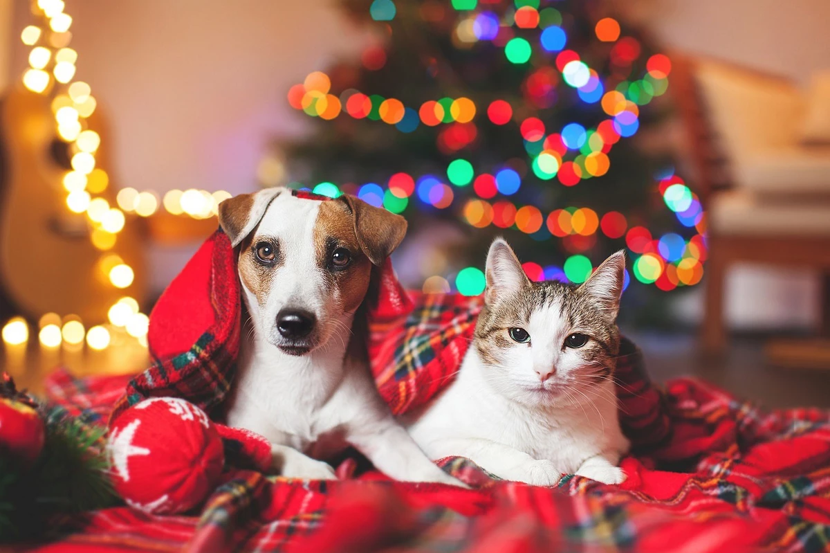 20 Holiday Items That Can Harm Your Pets