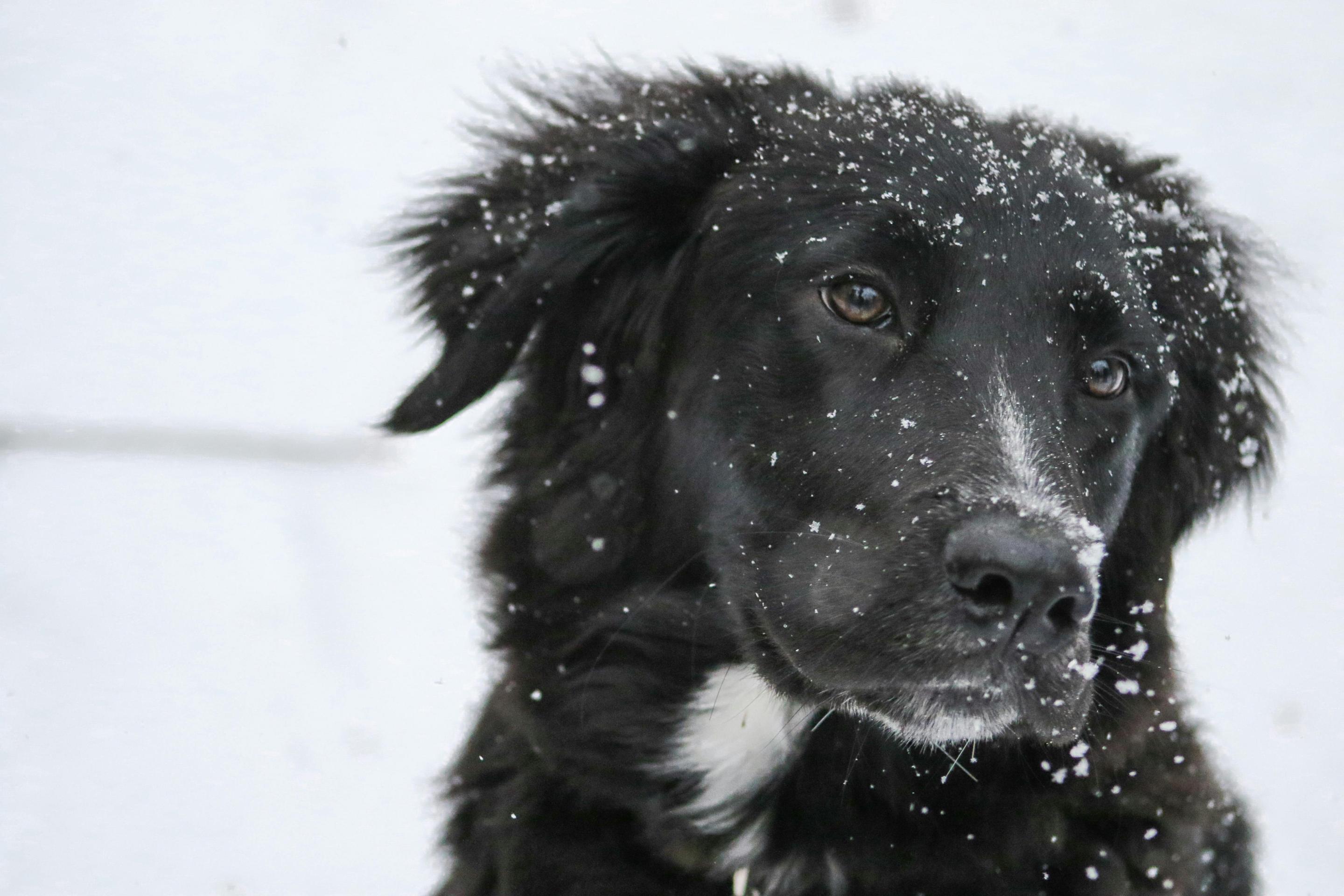 Dog Breeds That Can’t Tolerate the Cold