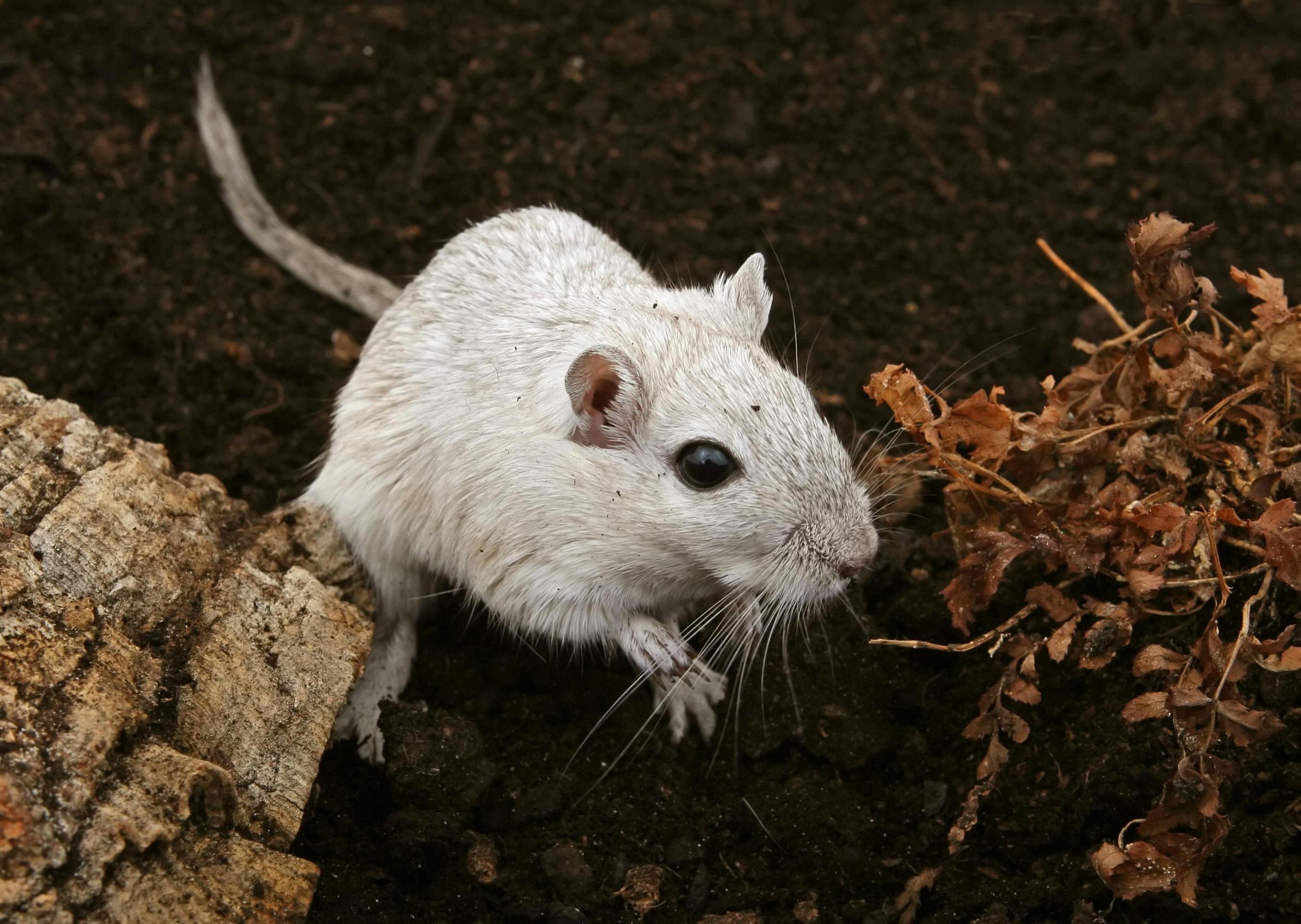 Gerbil Care Sheet