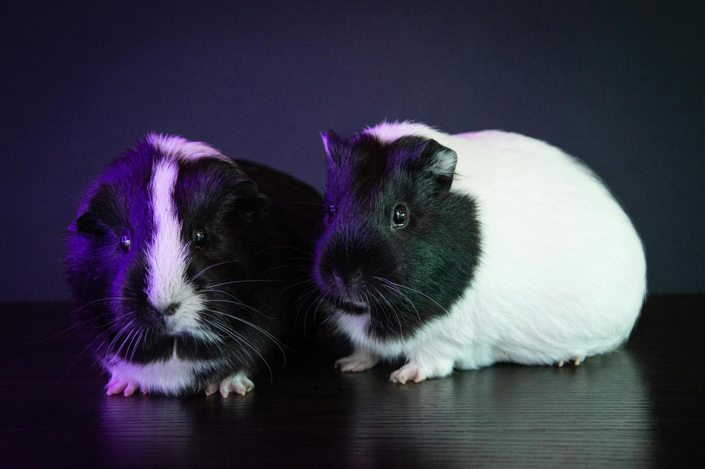 Guinea Pigs Services