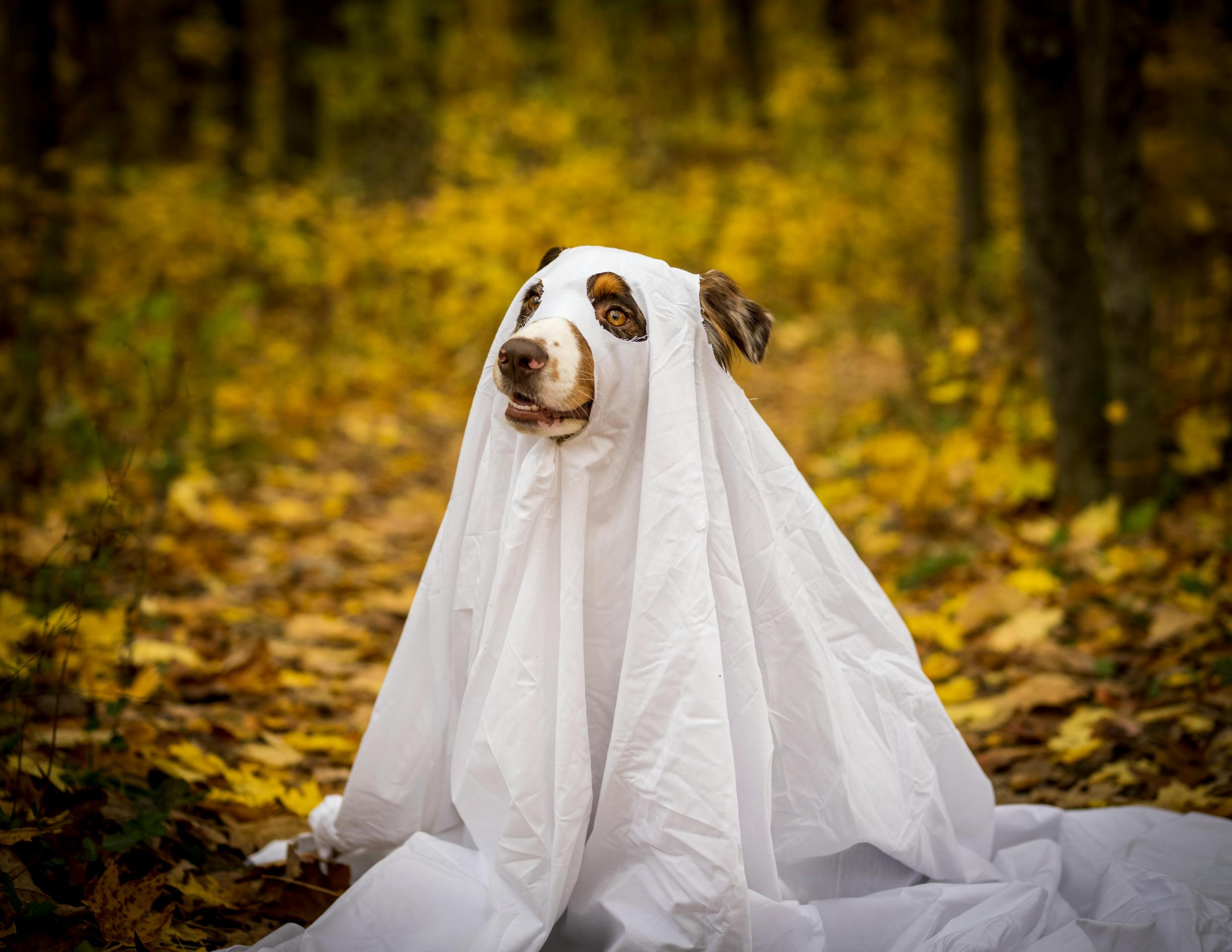 Halloween and Dogs