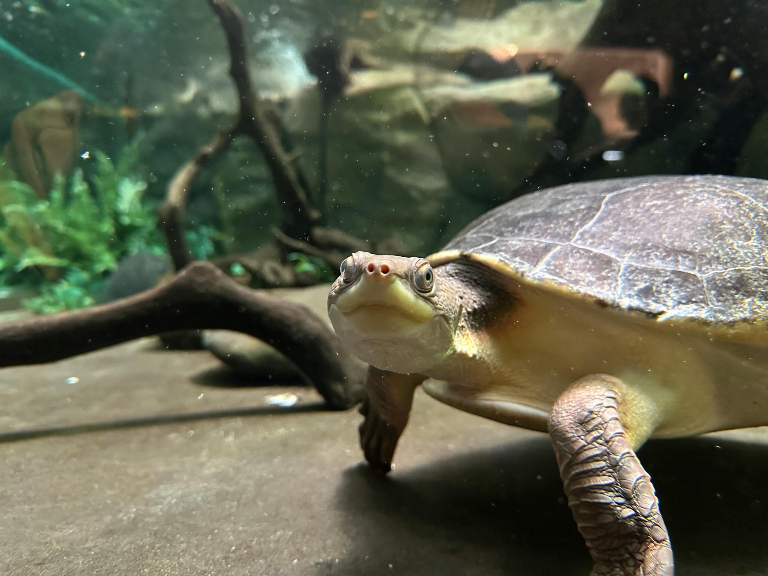 How To Check The Water Quality In Your Turtle Tank