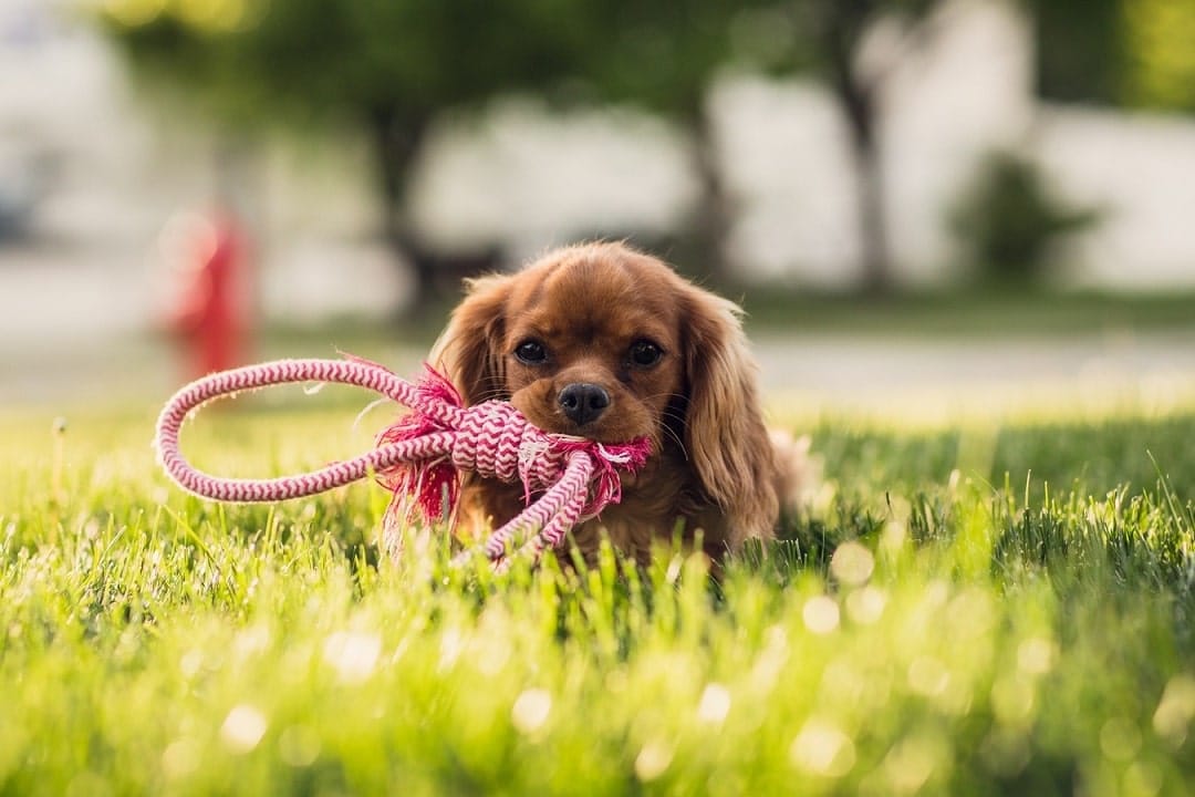 How to Train a Puppy: A Guide for New Pet Owners