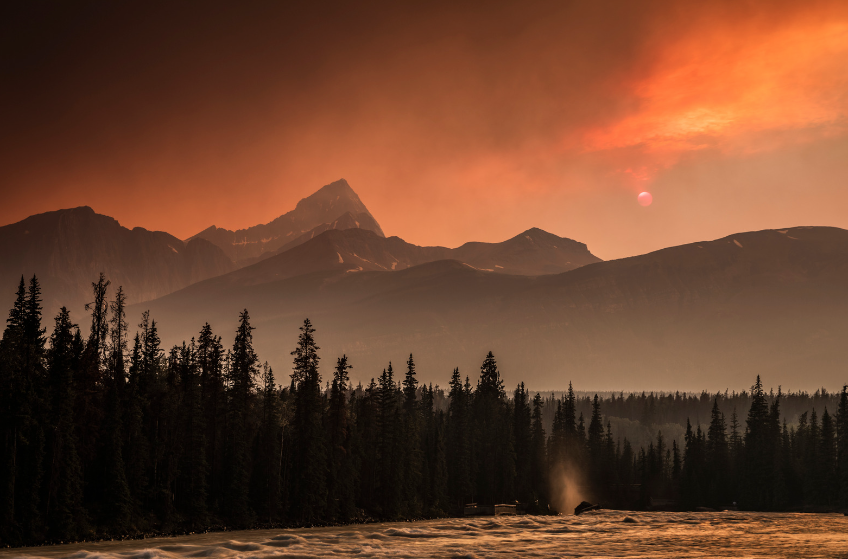 Pet Safety During Wildfires