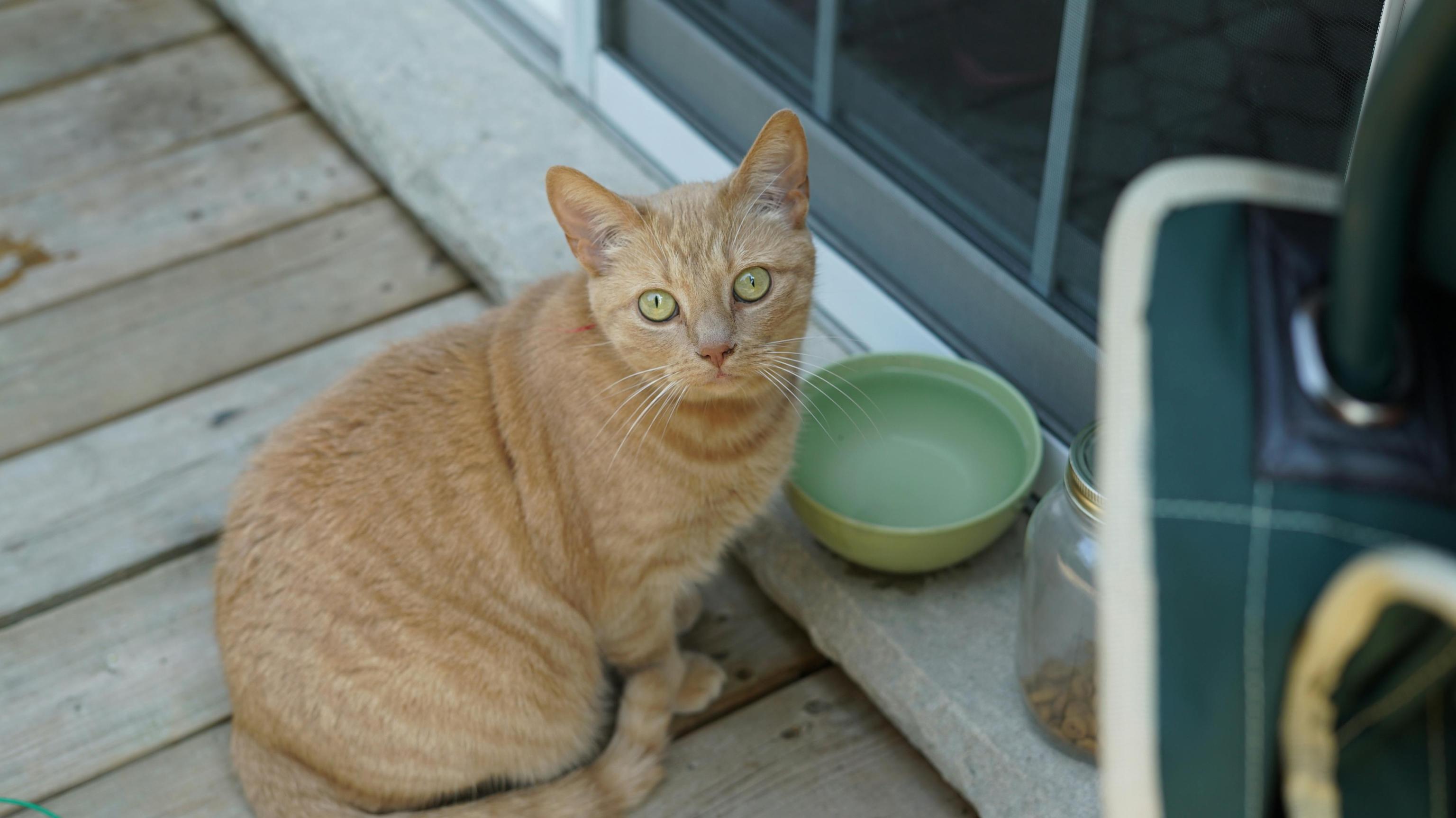 Understanding Feline Nutrition