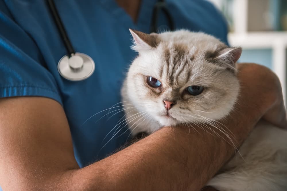 Understanding Cat Anxiety: Causes, Signs, and Solutions