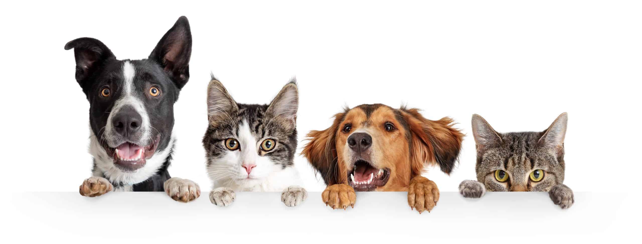 Blood Work for Dogs and Cats