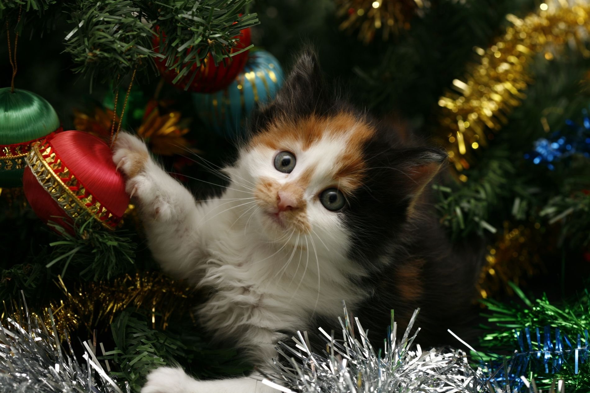 13 Holiday Foods That Are Dangerous to Cats