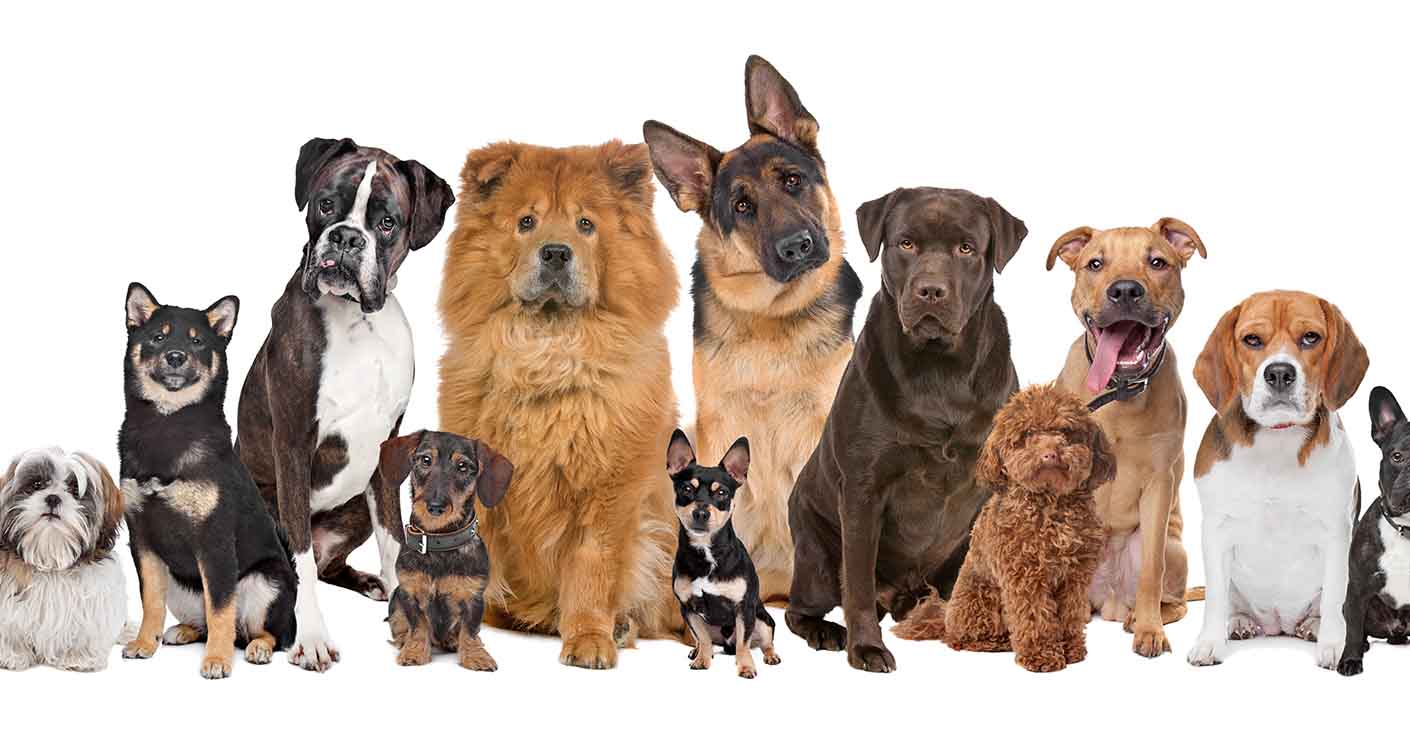 What Are the Best Dog Breeds for Families?