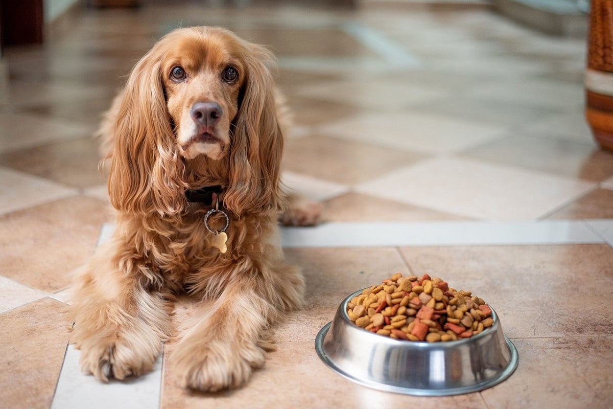 What Should I Feed My Dog?