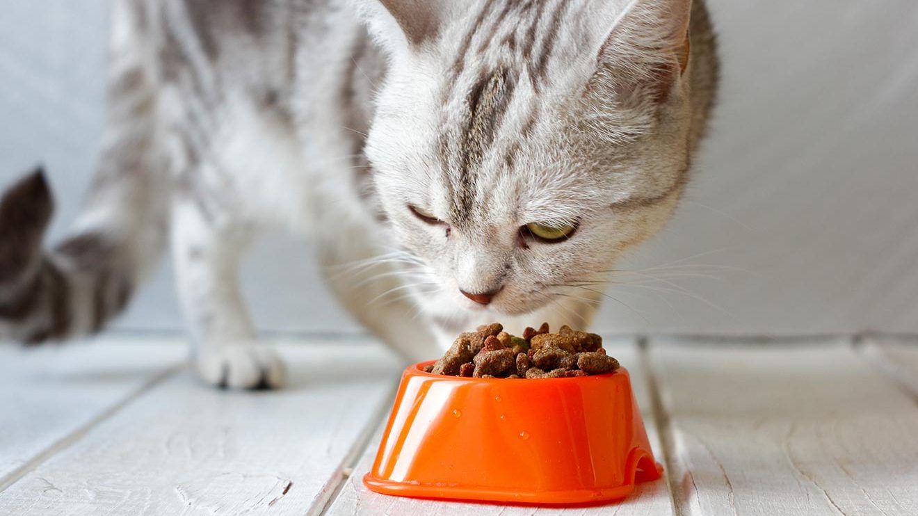 Understanding Feline Nutrition