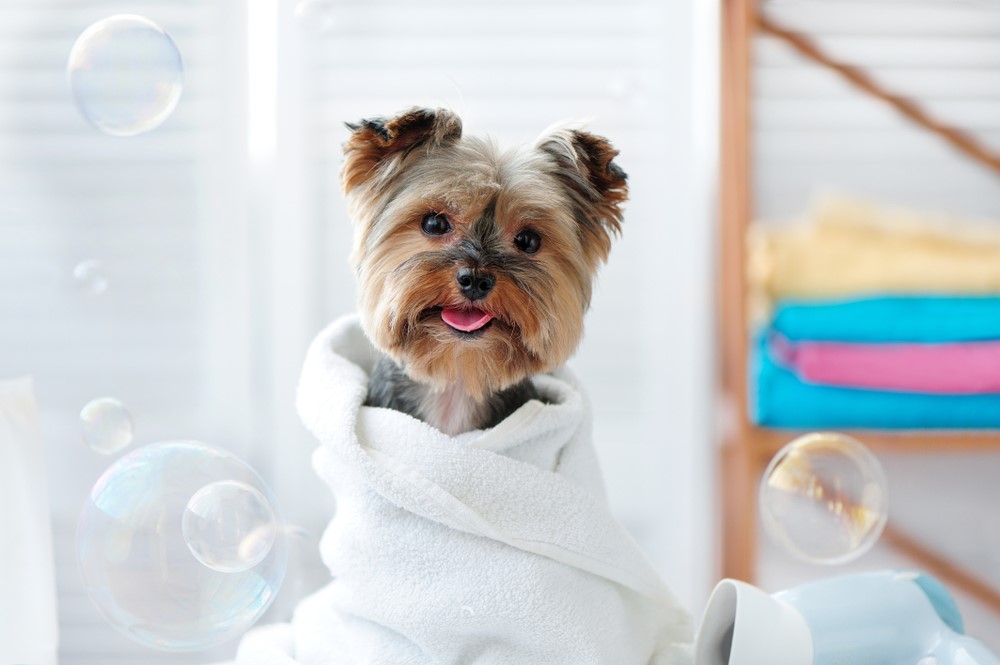 How to Groom a Dog at Home: A Step-by-Step Guide