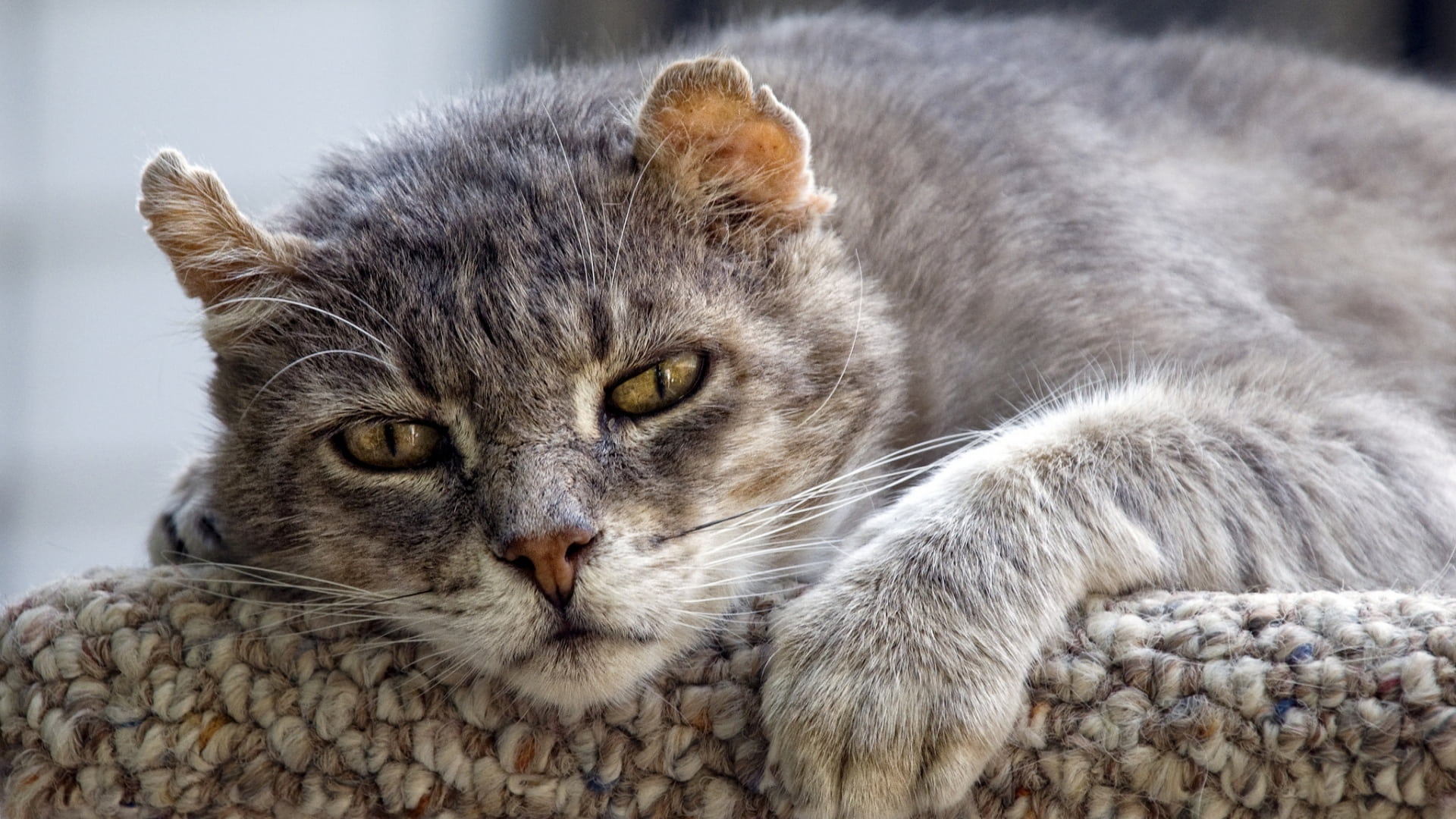 6 Tips for Caring for Senior Cats