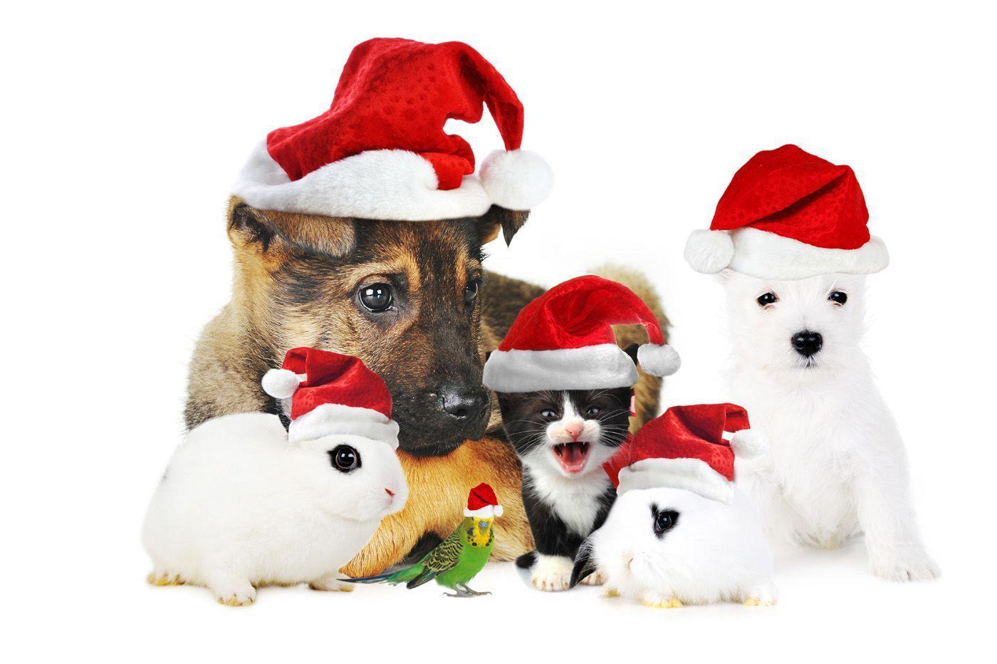 5 Tips Your Veterinarian Wants You to Know This Holiday Season