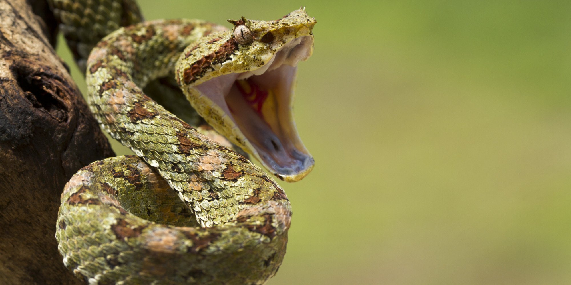 What to Do If Your Pet Snake Bites You