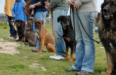 Group dog sale training near me