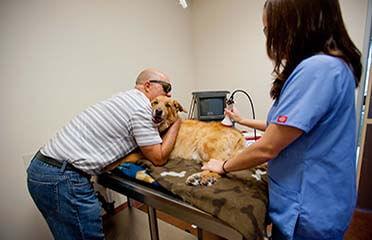 Veterinary laser hot sale therapy