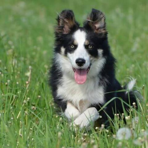 Border collie sales breeders in arizona