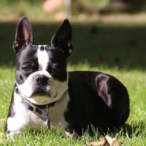 how do you clean a boston terriers ears