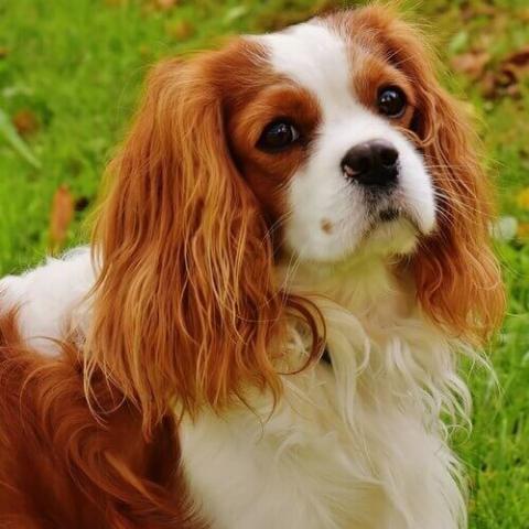 King charles spaniel good best sale with kids