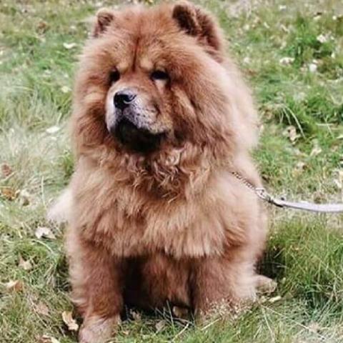 A clearance chow chow