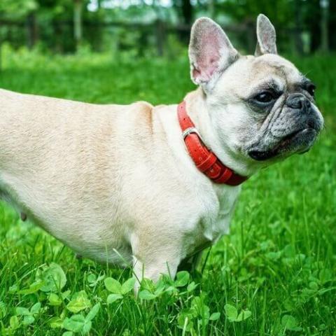 Best flea and tick medicine for french bulldogs best sale