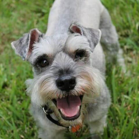 Schnauzer dry skin on sale treatment