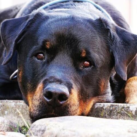 Dogs that look sales similar to rottweilers