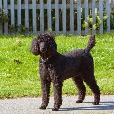 Large sales breed poodle