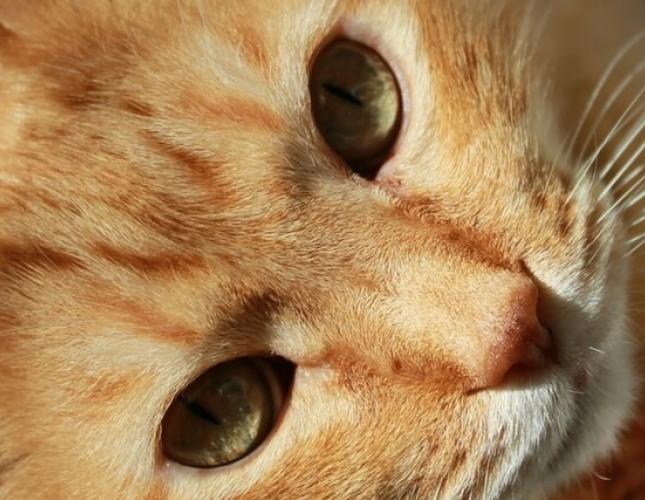 The Truth Behind 3 Common Kitty Myths