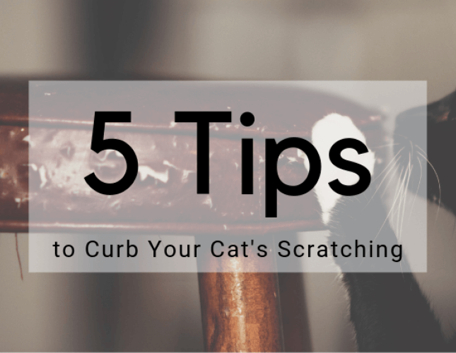 5 Tips to Curb Your Cat’s Scratching