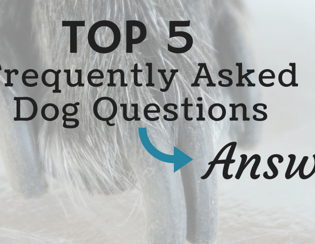 The Five Most Frequently Asked Dog Questions — Answered