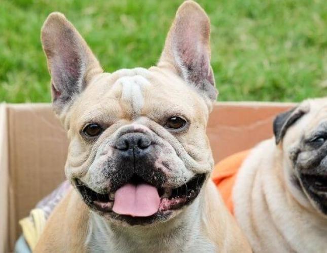 Keeping Your Smoosh-Faced (Brachycephalic) Dog in Top Health