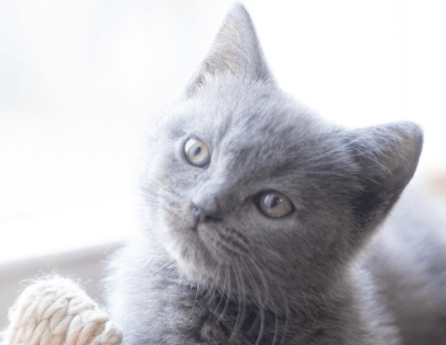 How to Ease a Kitten Into A New Home With Stunning Success