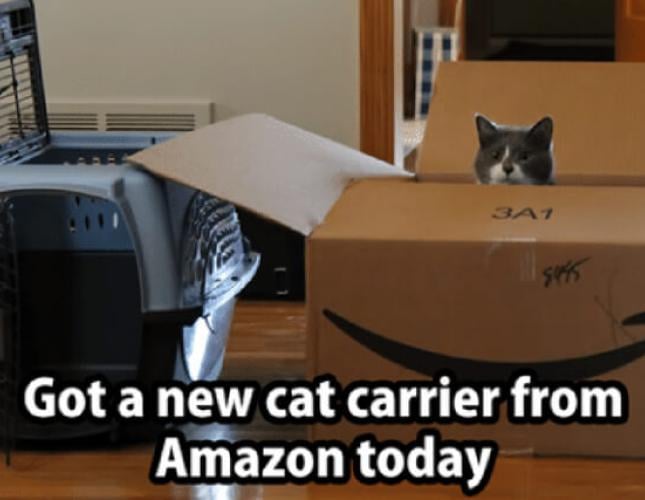 How to Train Your Cat to Like the Cat Carrier - It IS Possible!