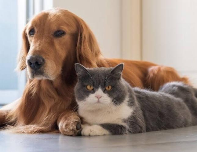 How to Easily Care For Your Diabetic Pet At Home