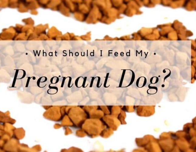 What Should I Feed My Pregnant Dog?