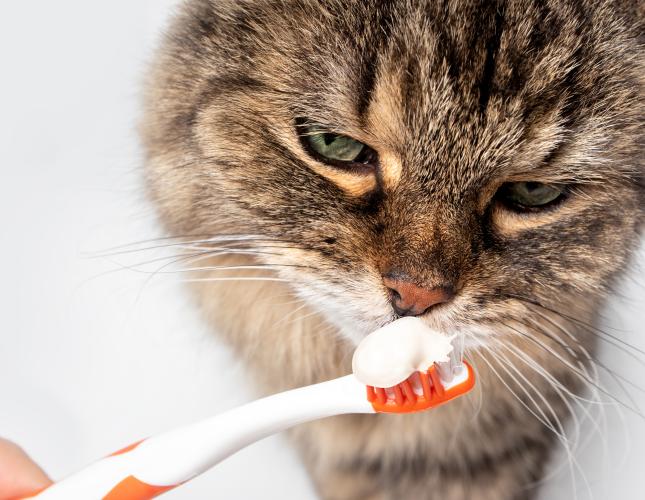 How to Prevent Unnecessary Pain With Proper Cat Dental Care