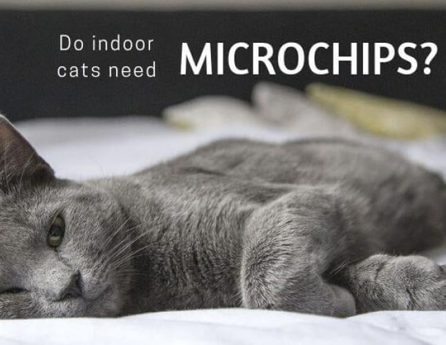 Why Should Indoor-Only Cats be Microchipped?