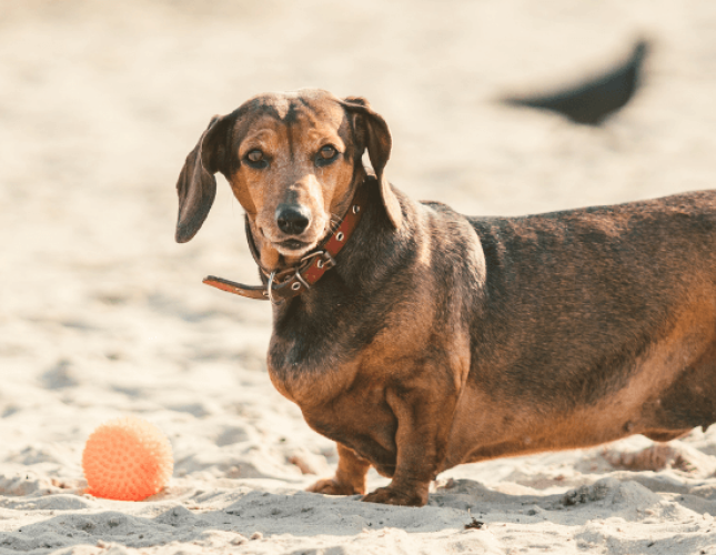 Plump Pup Problems: 7 Tips For Preventing Dog Obesity