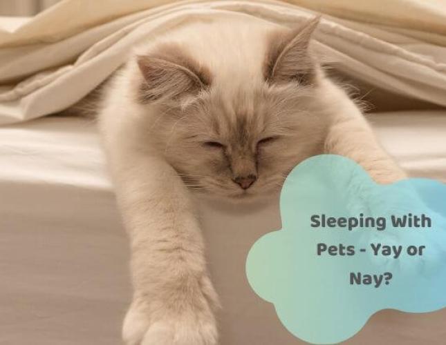 The Unfortunate Truth About Sleeping With Your Pets