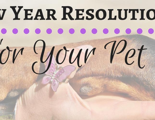 Top New Year Resolutions for Your Pet!