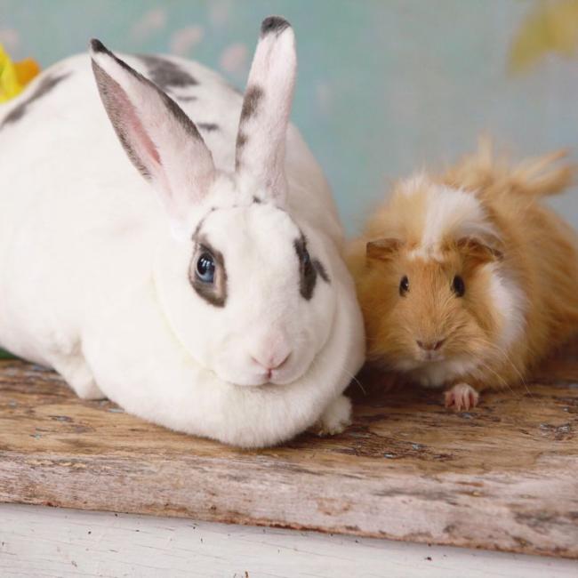 Exotics pets at Ingleside Animal Hospital